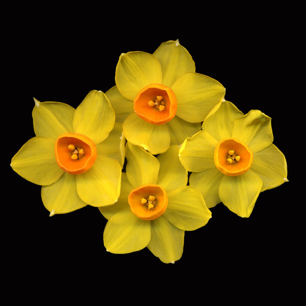 Нарцисс
 - Фото, изображение