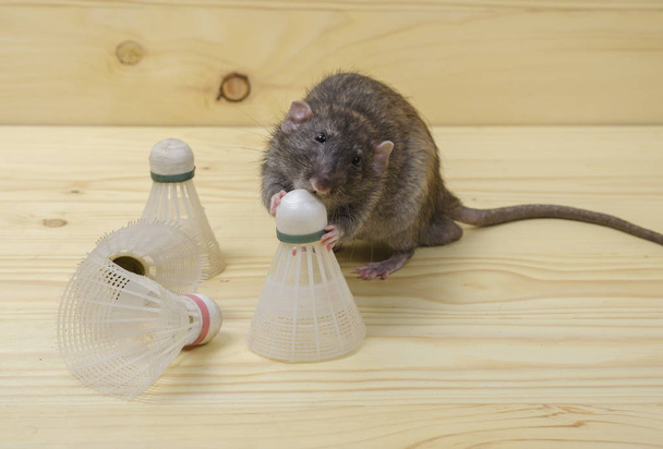 Rat en oude shuttles voor badminton op een houten tafel. - Foto, afbeelding