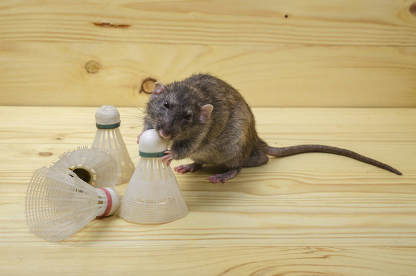 Potkan a staré opeřené pro badminton na dřevěný stůl. - Fotografie, Obrázek