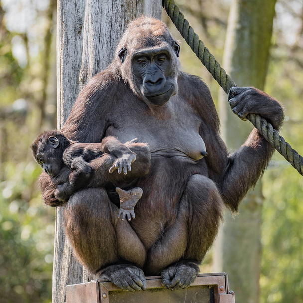 Portrait of powerful female African gorilla at guard with a baby, details, closeup - Photo, Image