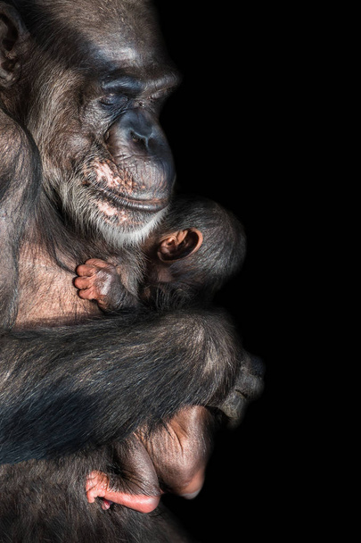 Portrait de la mère Chimpanzé avec son drôle de petit bébé à fond noir, gros plan extrême
 - Photo, image