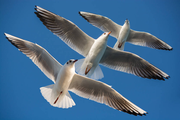 Paar von Möwen fliegen in blauem Himmel Hintergrund - Foto, Bild