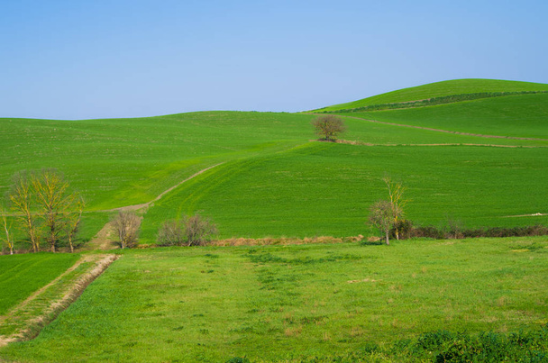 isolated tree stands out in the green fields of the countryside under the blue sky - Photo, Image