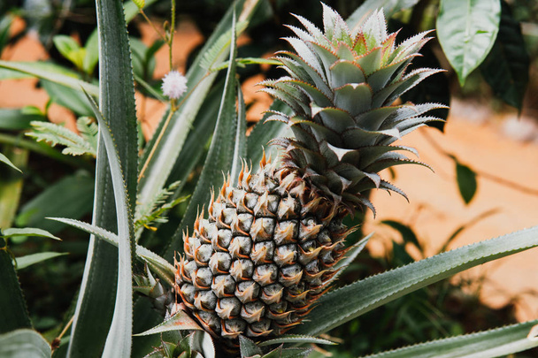 A baby pineapple in the farm - Фото, изображение
