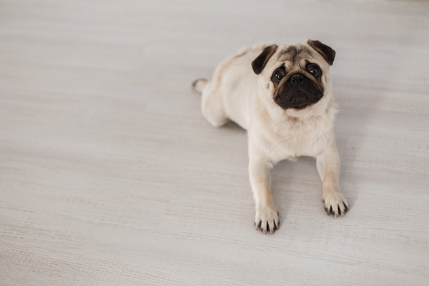 Cute beautiful pug dog lies on a wooden floor - Valokuva, kuva
