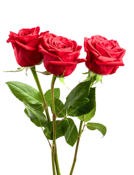 beautiful red rose isolated on white background - Photo, Image