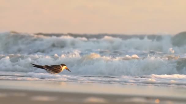 Skimmer rustend op zandstrand, Cape May, Verenigde Staten - Video