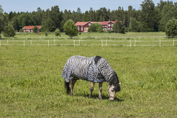 Caballo pastando en el campo en verano, con una manta estable de impresión de cebra
 - Foto, Imagen