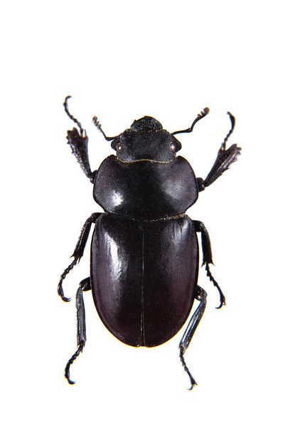 Rhinoceros beetle on the white background - Fotó, kép