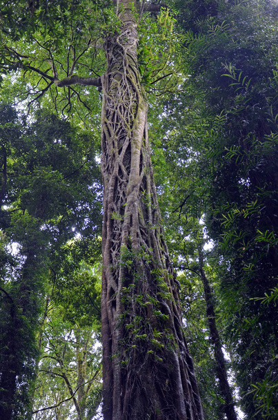 Strangler fig, Ficus watkinsiania, and epiphytes growing up the trunk of a tall tree in temperate rainforest in the Dorrigo National Park, NSW, Australia - Photo, Image