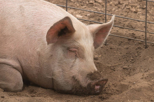 Голова выстрел пятнистый ленивый, спящий добродушный одинокий грязный молодой домашний розовый лежа в его свинью ручка, с большими ушами, хорошо заботятся и здоровым
 - Фото, изображение