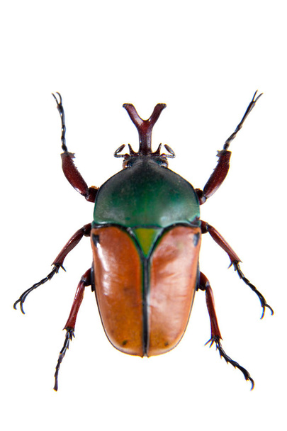 The beetle on the white background - Foto, Imagem