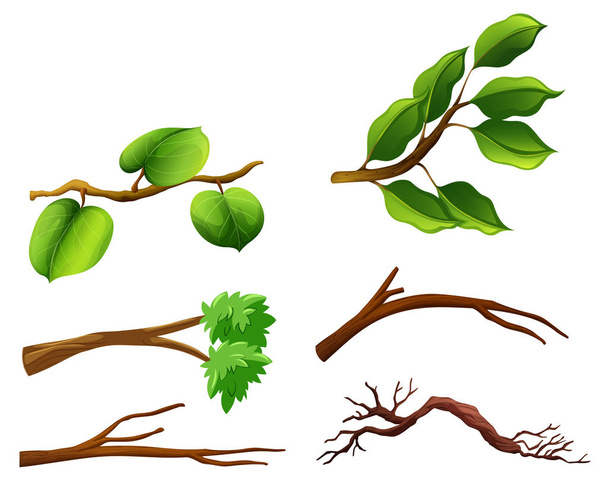 Conjunto de ramos com folhas ilustração
 - Vetor, Imagem