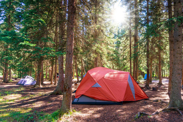 Ochtend zonsopgang boven camping tent in de zomer wildernis van Banff National Park in Canada met de omliggende pijnbomen. - Foto, afbeelding