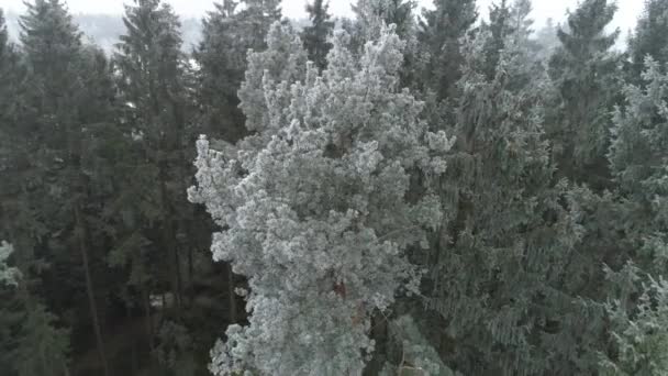 AEREO: I venditori tagliano abeti rossi e pini ricoperti di gelate di neve nella bellissima foresta durante l'inverno. Taglialegna legno, abbattimento di abeti rossi alti. Alberi abbattuti dai taglialegna
 - Filmati, video