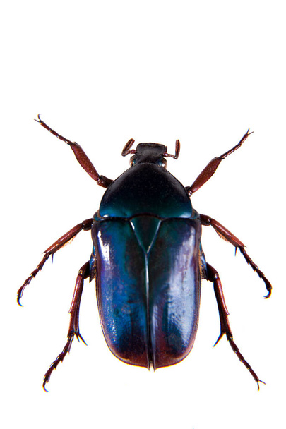 Blue beetle on the white background - Φωτογραφία, εικόνα