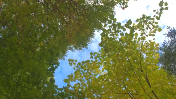 クローズ アップ、低視野角: 明るい黄色回転のレースを見事な落葉性森林の青空残します。美しい秋の日にサンフレム金で地元の公園のカエデの木の木立を燃やす - 映像、動画