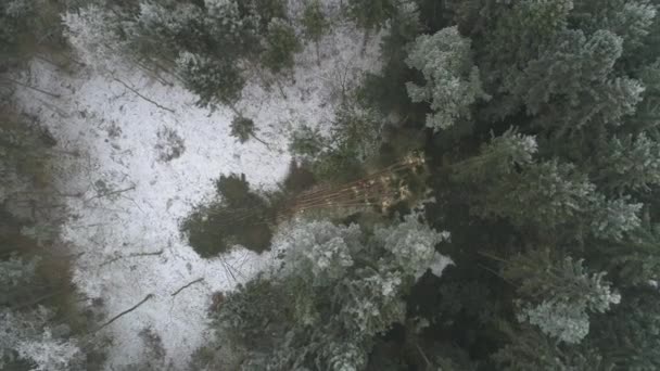 AERIAL, DISTANCING: Lentäminen yläpuolella puunkorjuuta poistaa oksat rungot kaatuneiden puiden katkaisemalla ne moottorisahalla. Metsäkato rehevässä tiheässä metsässä erämaassa talvella
 - Materiaali, video