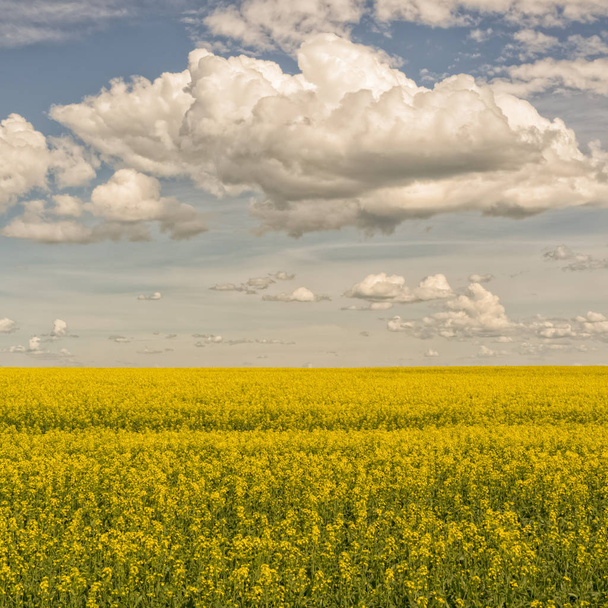 Landscape of canola field with blue cloudy sky. - Фото, изображение