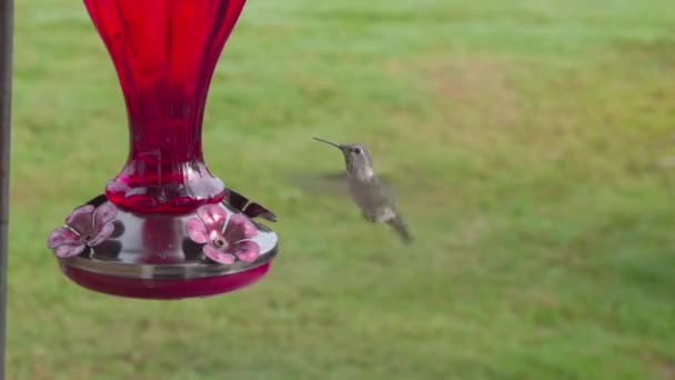 Kolibri schwebt in der Nähe eines Futters - Filmmaterial, Video