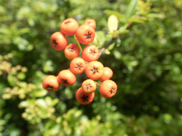 een nauwe detail van een herfst oranje bessen - Foto, afbeelding
