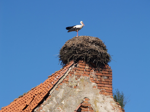 Stork in a nest on an old tile roof - Fotoğraf, Görsel