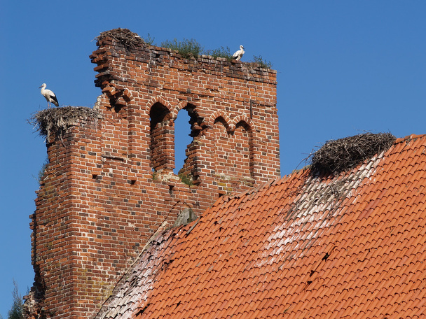 Colony of storks on ruins of old German churchthe - Foto, immagini