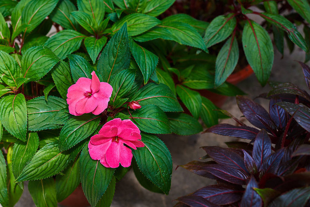 Pink Impatiens. Flowers in the orangery. Blooming flowers inside a garden center greenhouse. Multicolored flowers in hanging baskets in a greenhouse. Gifts of nature. Colorful and beautiful flowers. - 写真・画像