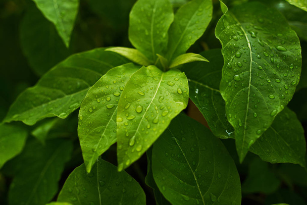 Tree leaves and branches with raindrops. Green foliage of a healthy plant  glistening with raindrops. Green leaf represents the perfection of nature and freshness. Amazing nature background or banner. - Φωτογραφία, εικόνα