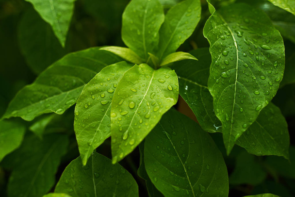 Leaves of tropical plants with rain drops in shade garden. Tropical leaf texture, nature foliage, green texture, nature background, tropical leaf, large foliage. Leaves in natural light and shadow. - Φωτογραφία, εικόνα