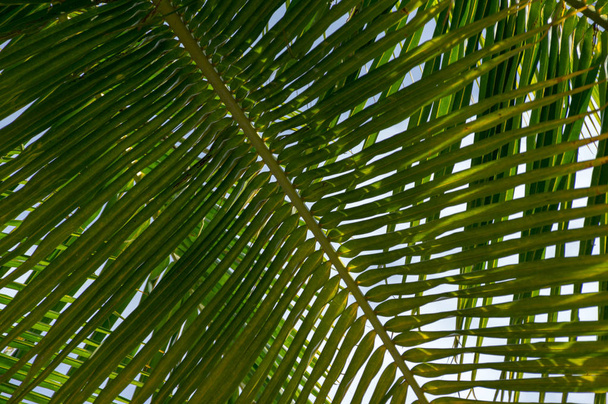 La imagen más hermosa de la palmera, mar con el fondo azul del cielo
 - Foto, imagen
