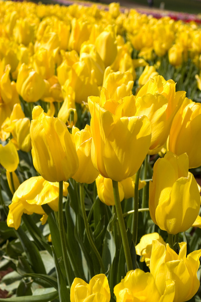 żółte tulipany - Zdjęcie, obraz