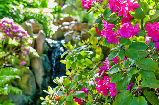 Jardin japonais avec arbres et buissons fleuris. Cascade, rochers et buissons fleuris tout autour. Beau jardin japonais
. - Photo, image