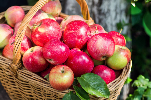 A lot of red appetizing apples in a wicker basket - Photo, Image