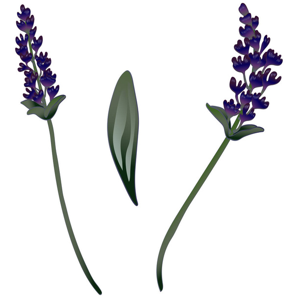 Lavender flower in a vector style isolated. - Вектор, зображення