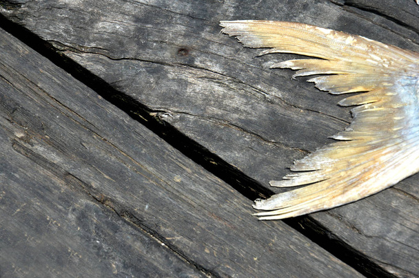 cola de pez marco seco en madera
 - Foto, imagen