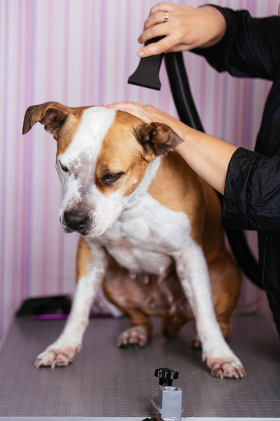 Dog grooming process. American Starfford terrier sits on the table while being brushed and styled by a professional groomer. - Photo, Image