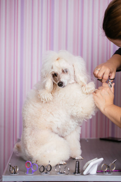 Dog grooming process. Apricot dwarf poodle sits on the table while being brushed and styled by a professional groomer. - Photo, Image
