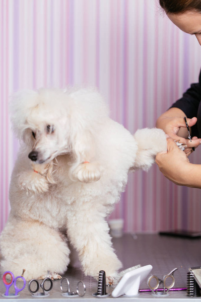 Dog grooming process. Apricot dwarf poodle sits on the table while being brushed and styled by a professional groomer. - Photo, Image
