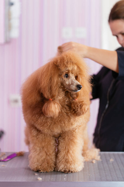 Dog grooming process. Red dwarf poodle sits on the table while being brushed and styled by a professional groomer - Photo, Image