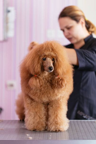 Dog grooming process. Red dwarf poodle sits on the table while being brushed and styled by a professional groomer - Foto, immagini