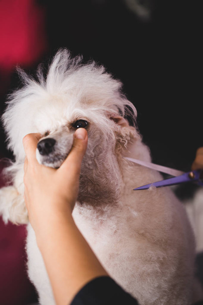 Dog grooming process. Apricot dwarf poodle sits on the table while being brushed and styled by a professional groomer. - 写真・画像