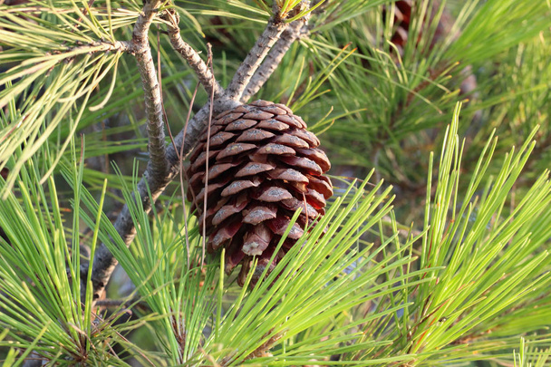 Borovice větev stromu s kamenem šišky borovice - Fotografie, Obrázek