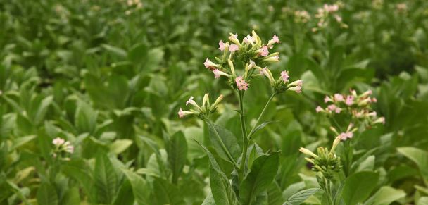 Tobacco flower in the  field - Photo, Image