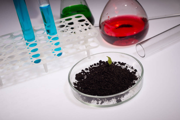 ciência, biologia, ecologia, pesquisa e conceito de pessoas - close-up de mãos de cientistas segurando placa de Petri com planta e amostra de solo em laboratório bio
 - Foto, Imagem