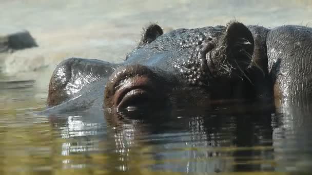Jeden hipopotam pływać w wodzie z bliska - Materiał filmowy, wideo