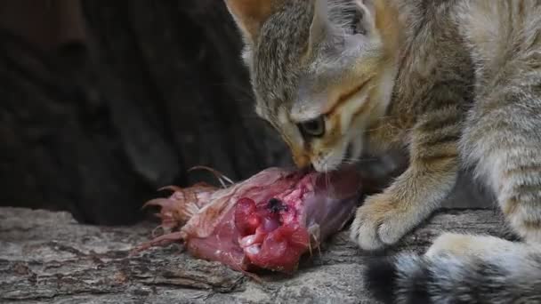 Gattino selvatico arabo che mangia carne di pollo
 - Filmati, video