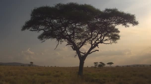 Antena, Close Up: Latające wokół sylwetki akacji w piękne złote światło zachód słońca w dziewiczy sawanny afrykańskiej pustyni. Słońce zachodzące za baldachimem, promienie przenikający przez bujną roślinność - Materiał filmowy, wideo