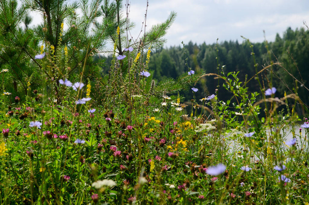 beautiful summer field flower - Foto, Imagen