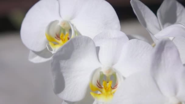 MACRO DOF: Häikäisevän kaunis lumivalkoinen kukkiva orkidea kukkia ja sen lempeä terälehtiä eristetty valkoisella pohjalla. Pieni eksoottinen herkkä orkidea kukka kasvaa potin kotona koristeluun
 - Materiaali, video